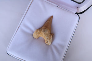 Fosil Diente tiburon
